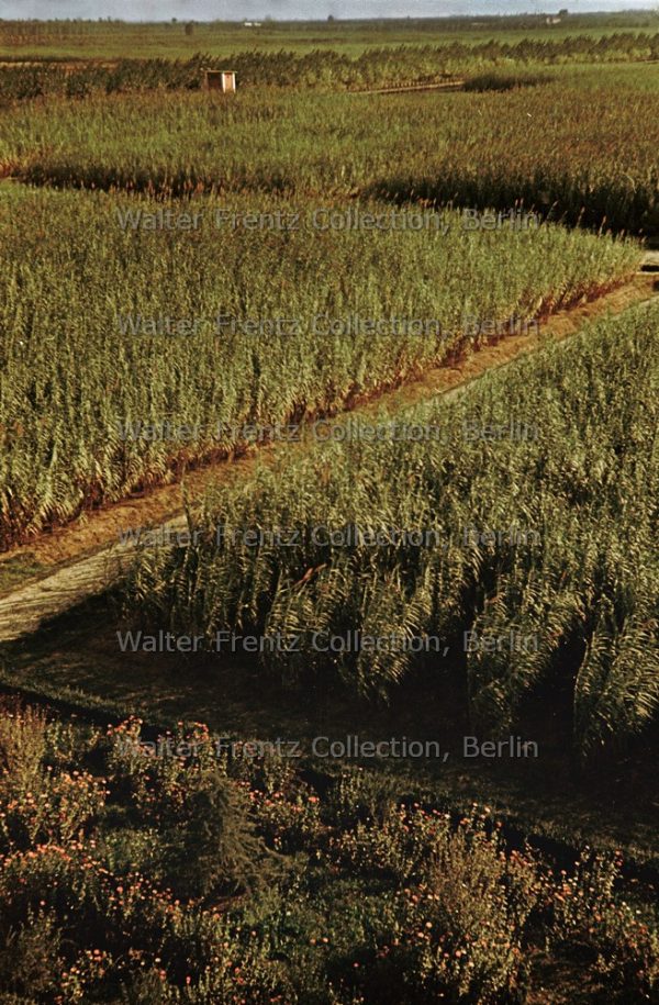 Torviscosa, Coltivazioni di Arundo donax. Foto: Walter Frentz