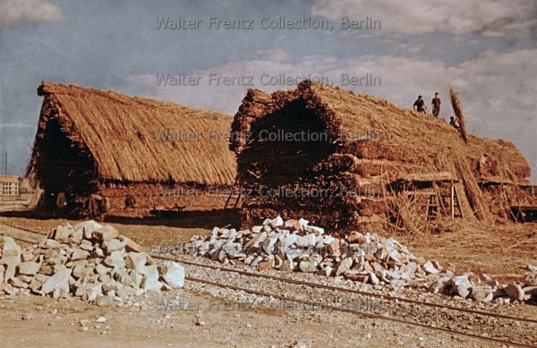 Torviscosa, Covoni di Arundo donax. Foto: Walter Frentz