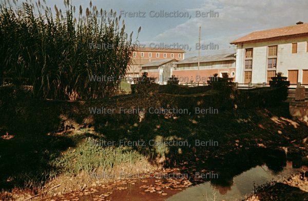 Torviscosa. A sinistra: Arundo donax; a destra: attuale via Vittorio Veneto; in fondo: caseggiato nell'attuale via Roma. Foto: Walter Frentz